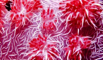Sting Soft Coral Polyps | Truk Lagoon, Micronesia