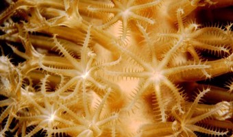 Twister Gorgonia Coral | Fiji