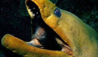 Something Really Scary Green Moray Eel | Grand Cayman, Cayman Islands