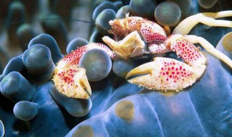 You Talk’n to Me? Porcelain Crab | Solomon Islands