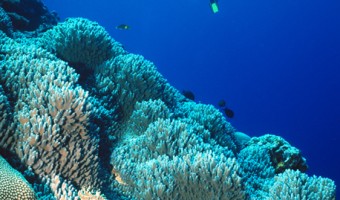 Now That’s A Reef Diver Discovering Large Coral Reef | Yap, Micronesia