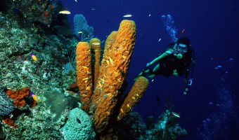 I’m Looking for the Horn Section Yellow Tube Sponges | Little Cayman, Cayman Islands