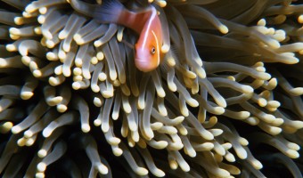 Okay…All Hands Down Skunk Clownfish | Truk Lagoon, Micronesia