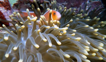 Surf’s Up Clown Fish | Solomon Islands