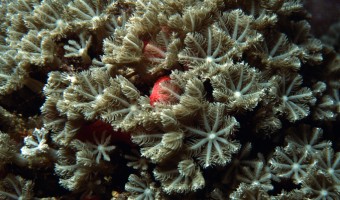 Strawberry Coral/Sponge | Yap, Micronesia