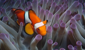 Everyone Loves a Clown Clownfish in Purple Tipped Anemone |Fiji