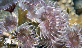Jenna’s Feather Dusters Tube Worm Cluster | Rum Cay, Bahamas