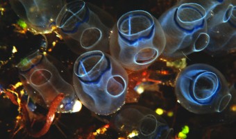 Glass Jars Tunicates | St. Thomas, US Virgin Islands
